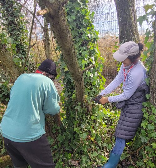 Nos activités chantier nature